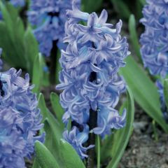 Hyacinthus Delft Blue - Garden Hyacinth