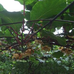 Kiwi Plant Golden Delight (female) - Actinidia chinensis