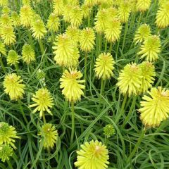 Kniphofia pauciflora Limelight - Red Hot Poker