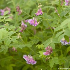 Lathyrus niger