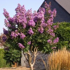 Lagerstroemia indica Lilac Grand Sud - Crape Myrtle