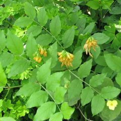 Lathyrus aureus