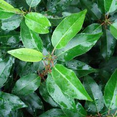 Prunus lusitanica Angustifolia - Portuguese Laurel