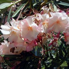 Nerium oleander Provence