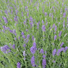 Lavandula angustifolia Essence Purple - True Lavender