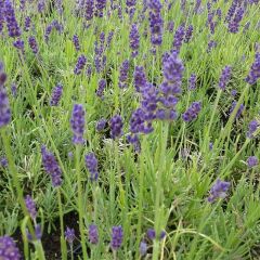 Lavandula angustifolia Twickel Purple - True Lavender