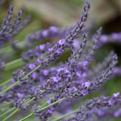 Lavandula intermedia Grosso - Lavandin