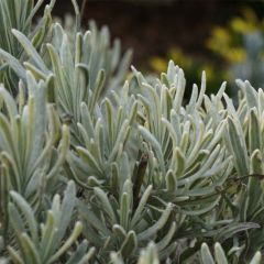 Lavandula intermedia Walburtons Silver Edge - Lavandin