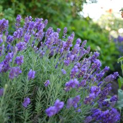 Lavandula intermedia Dutch Group - Lavandin