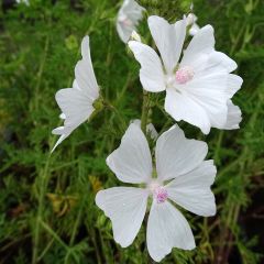 Lavatera White Angel - Tree Mallow