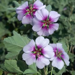 Lavatera maritima Bicolour - Tree Mallow