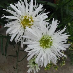 Leucanthemum superbum Aglaia - Shasta Daisy