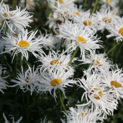 Leucanthemum superbum Shapcott Gossamer - Shasta Daisy