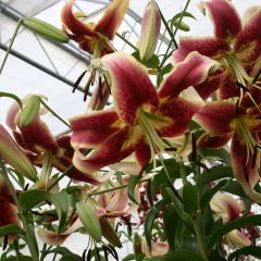 Lilium Scheherazade