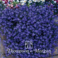 Lobelia erinus Monsoon - Trailing Lobelia seeds