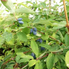 Lonicera kamtschatica Kalinka - Honeyberry