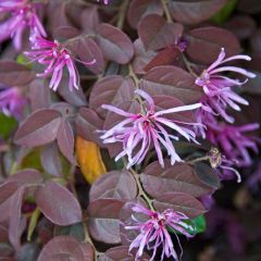 Loropetalum chinense var. rubrum Pipas Red - Chinese Witch Hazel