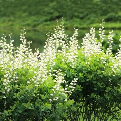 Baptisia australis Alba - False Indigo