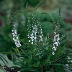 Lysimachia fortunei - Loosestrife