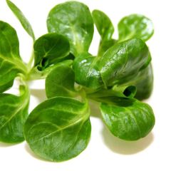 Lambs Lettuce Verte dEtampes - Ferme de Sainte Marthe Seeds