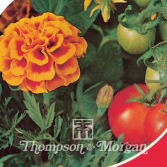 French Marigold Tomato Growing Secret Seeds - Tagetes patula