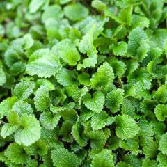 Oragnic Melissa officinalis