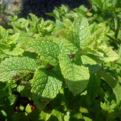 Moroccan Mint - Mentha spicata Nannah