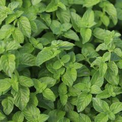 Spearmint - Mentha spicata in organic plant cultivation