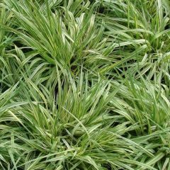 Molinia caerulea susbp. caerulea Variegata - Purple Moor-grass