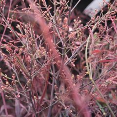 Nandina domestica Plum Passion - Sacred Bamboo