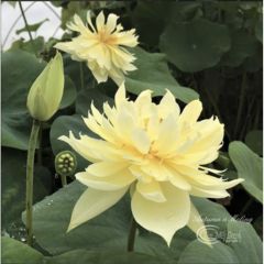 Nelumbo Moling Qiuse