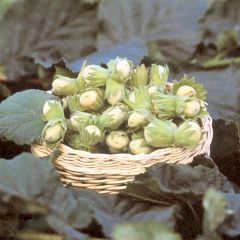 Common Hazel Fertile de Coutard - Corylus avellana