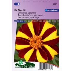 French Marigold Mr Majestic Seeds - Tagetes patula