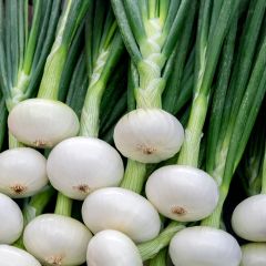 White Onion Printanier Parisien - Vilmorin Seeds