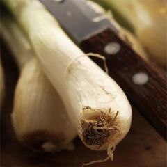 Scallion Ishikura Long White - Ferme de Sainte Marthe Seeds