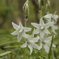 Ornithogalum nutans 