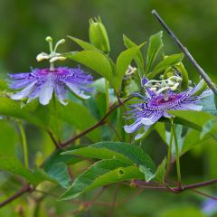 Passiflora incarnata- Passion Flower