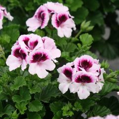 Pelargonium Mosquitaway Lizzy