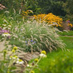Pennisetum orientale Shogun - Oriental Fountain Grass
