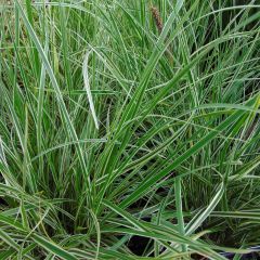 Pennisetum setaceum Skyrocket
