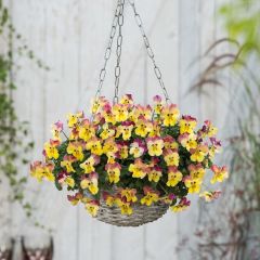 Viola wittrockiana Cool Wave Pink Yellow Bicolour- Swiss Garden Pansy