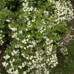 Philadelphus Manteau dHermine - Mock Orange