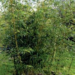 Phyllostachys bambusoides Castillonii Inversa - Giant Bamboo