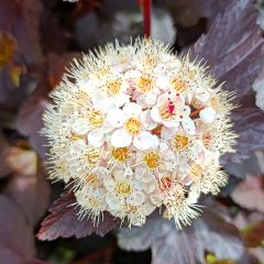 Physocarpus opulifolius Diabolo - Ninebark