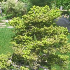 Picea jezoensis subsp. hondoensis