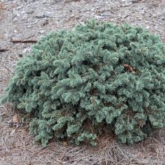 Picea pungens Waldbrunn - Blue Spruce