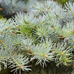 Picea abies Eagle Point - Norway Spruce