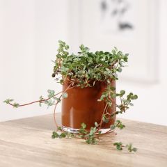 Pilea glaucophylla Greyzy - Piléa rampant Greyze