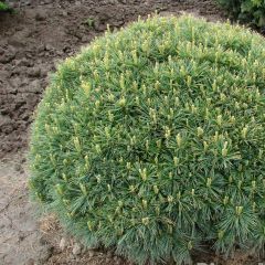 Dwarf Weymouth Pine - Pinus strobus Minuta