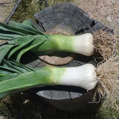 Monstrous Leek of Carentan Organic - Allium porrum